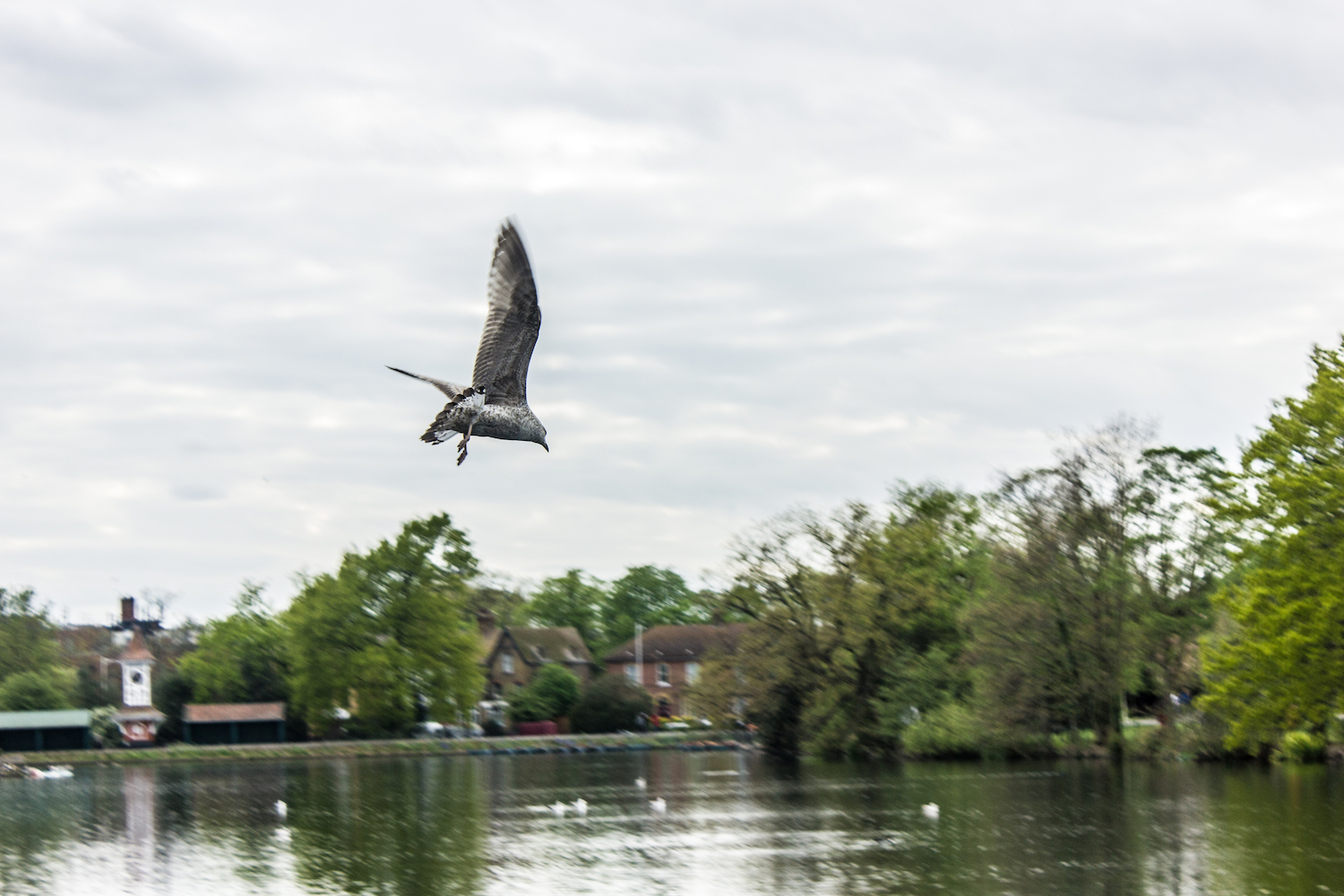 Professional Photography Bird Taking Flight To Sky In Park With Water And Blue Sky Background In Ilford North East London